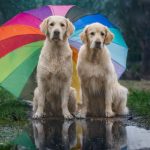 Hunde mit Regenschirm