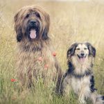 zwei Hunde vorm Getreidefeld