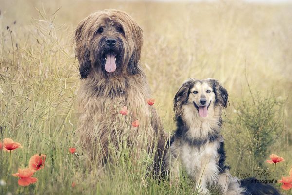 Getreide im Hundefutter?!