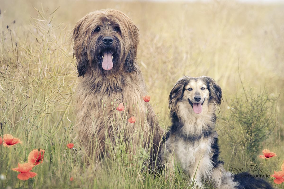 Getreide im Hundefutter: Lies hier, ob es immer schlecht ist