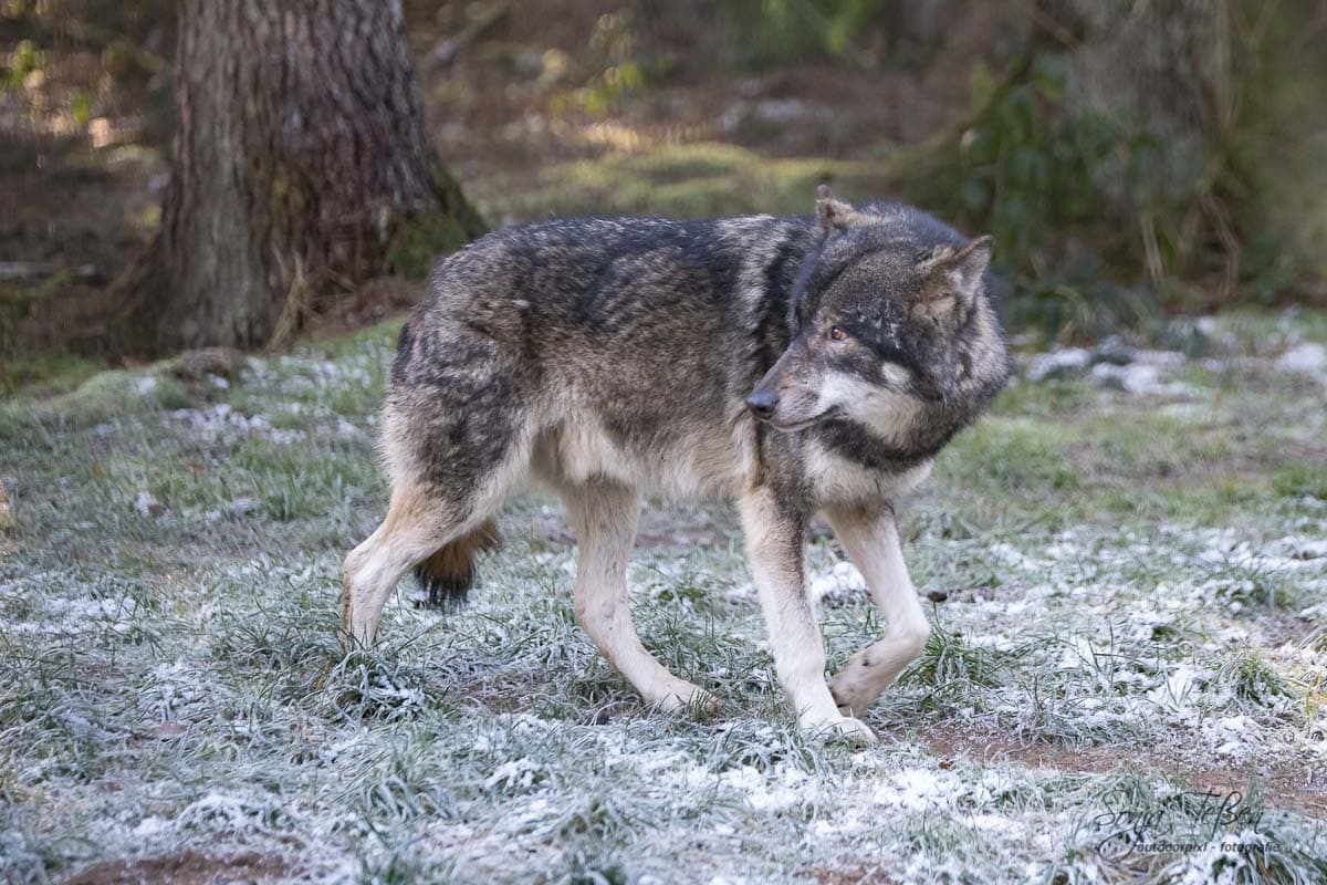 Hundeernährung: Der Wolf als Vorbild?