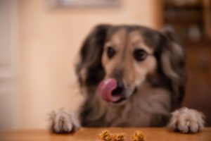 Hund und Leckerlies