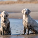 zwei schmutzige Golden Retriever am Strand