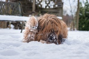 Briard mit Schnee im Fell