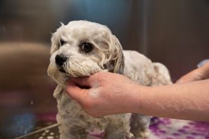 kleiner Hund beim Hundefriseur