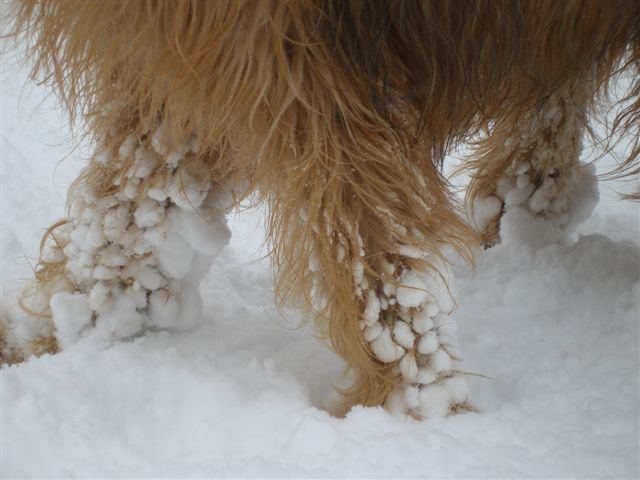 Schneeklumpen im Fell