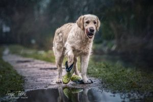 Golden Retriever mit Gummistiefeln