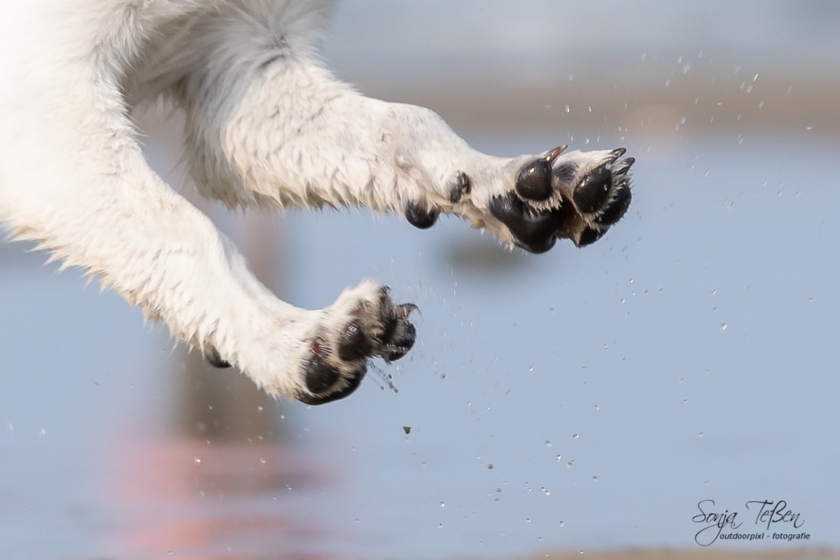 Hunde-Pfoten