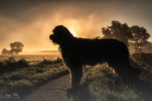 Briard im Morgenlicht