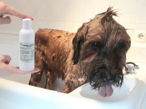 Shampoo-Konzentrat mit Briard