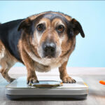 Gewichtsprobleme beim Hund