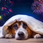 Hund-hat-Angst-vor-Silvester | KI-generiert 